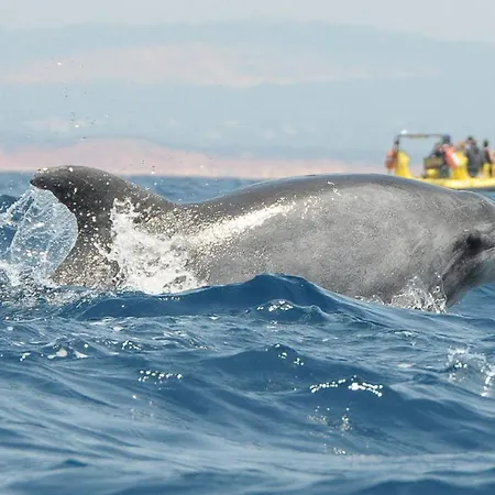 Lägenhet Albufeiraorada Splendor By Be Cherish Albufeira